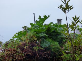 2014年4月18日 春霞じゃなかったのか_b0098584_1604288.jpg