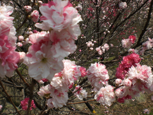 長野県阿智村の花桃_f0129585_20451813.jpg