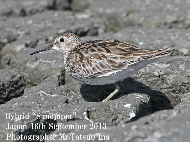 Hybrid \"Sandpiper\"_c0071489_22203518.jpg