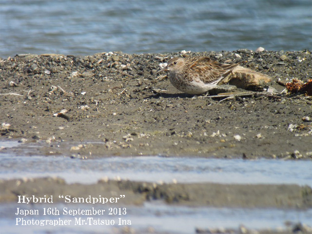 Hybrid \"Sandpiper\"_c0071489_2221655.jpg