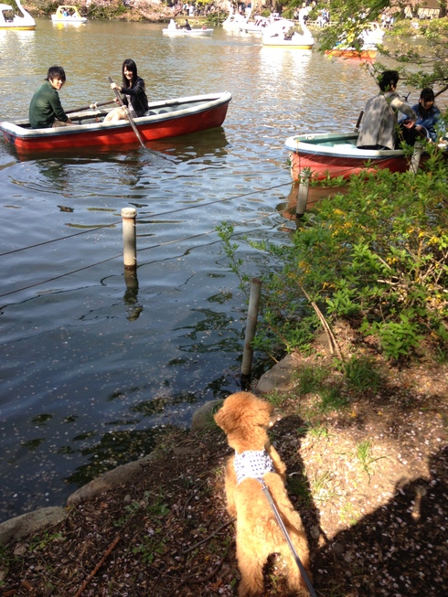 井の頭公園をお散歩_b0290790_9142348.jpg