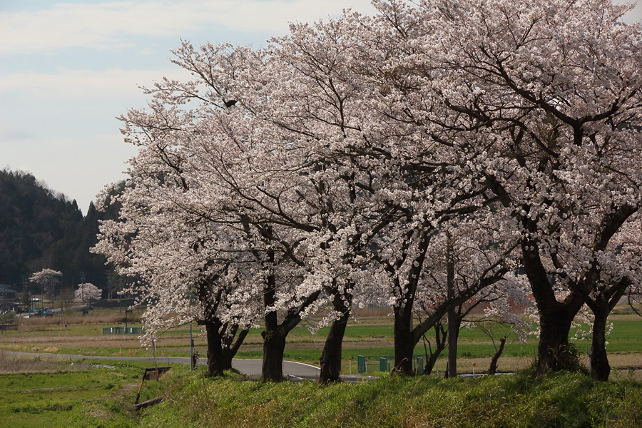 2014.04.05：桜三昧②霞間ヶ渓から旧谷汲駅３_c0007190_20381265.jpg