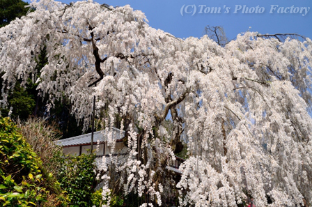 奈良大和路「大野寺」～小糸枝垂桜_b0155692_2236256.jpg