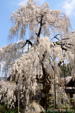 奈良大和路「大野寺」～小糸枝垂桜_b0155692_228618.jpg