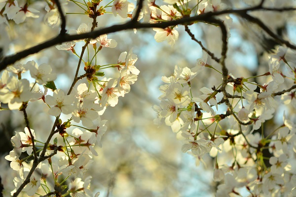 空にとける桜 晴れ時々日記 空にとける桜 晴れ時々日記