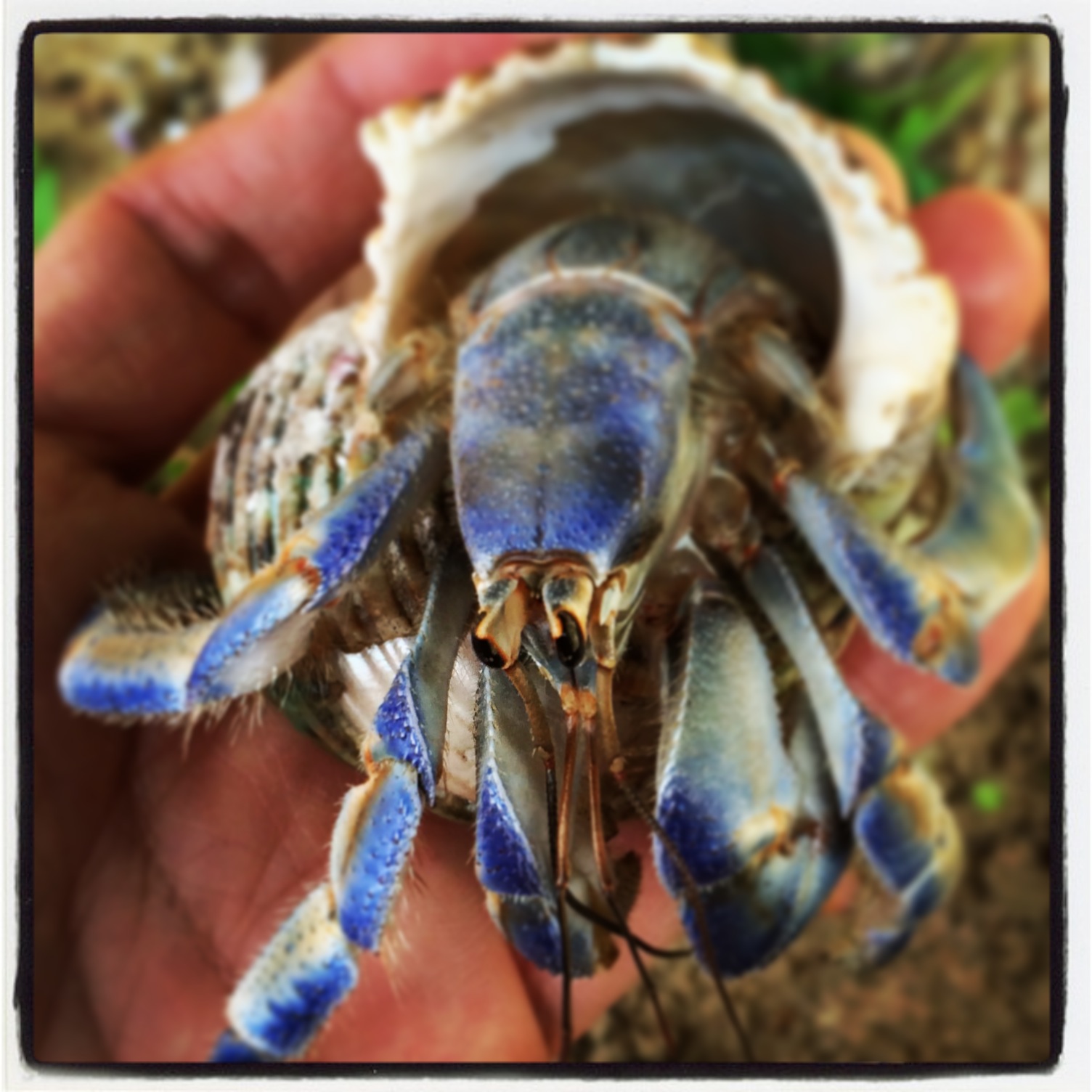 ヤドカリちゃん 虹の島の5マイル