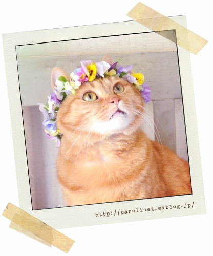 花かんむりの妖精　Flower Fairy of the Spring_d0025294_23284018.jpg