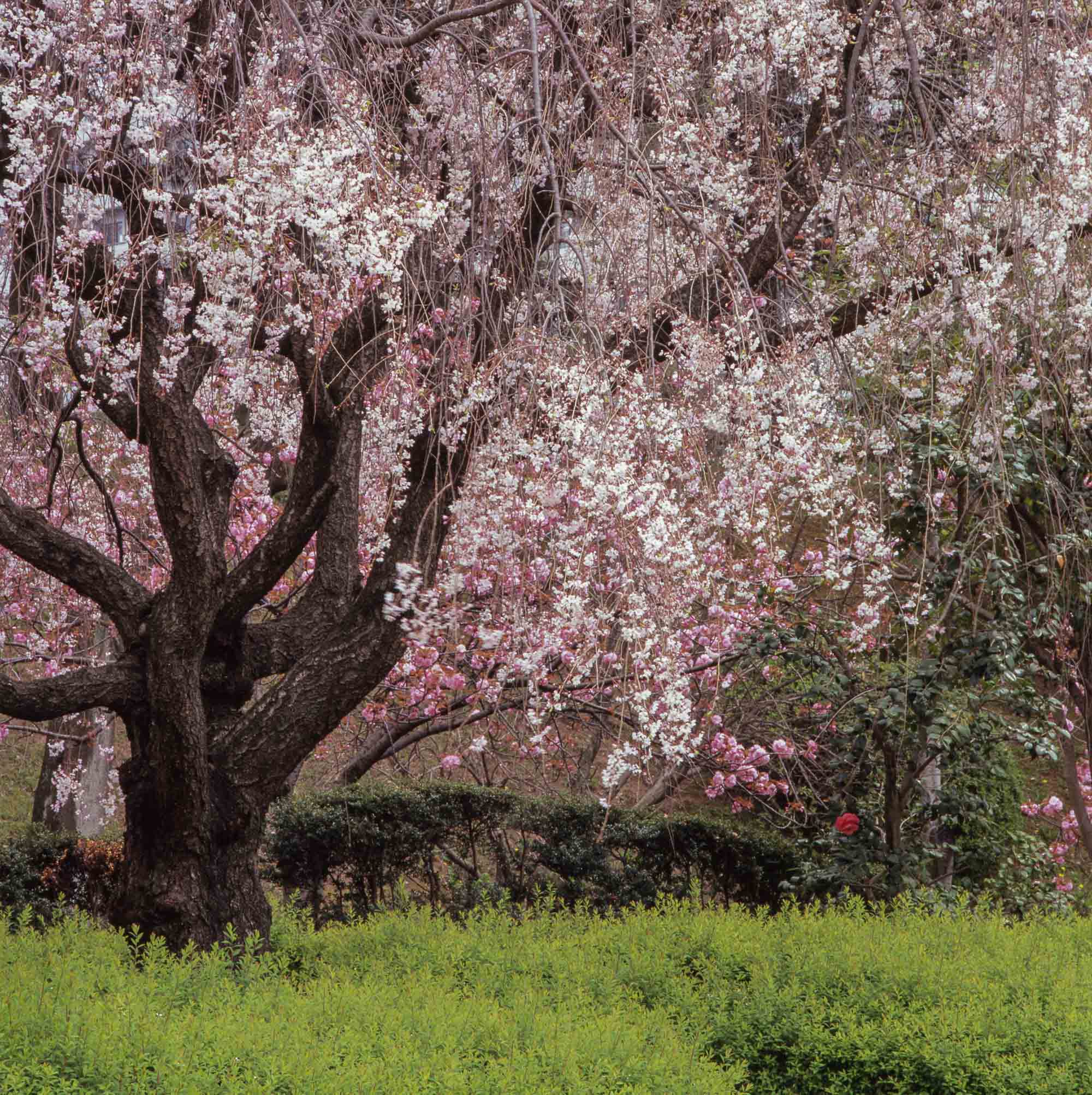 名古屋城　桜_b0126495_9435316.jpg