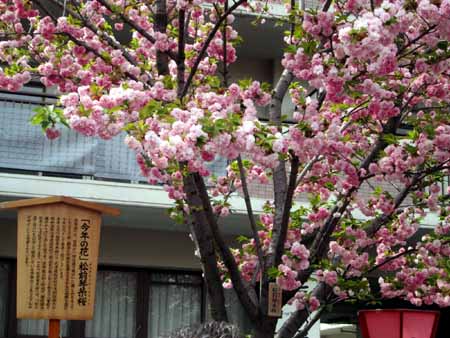 桜さくらサクラ～♪　造幣局の通り抜け_d0122397_2352860.jpg