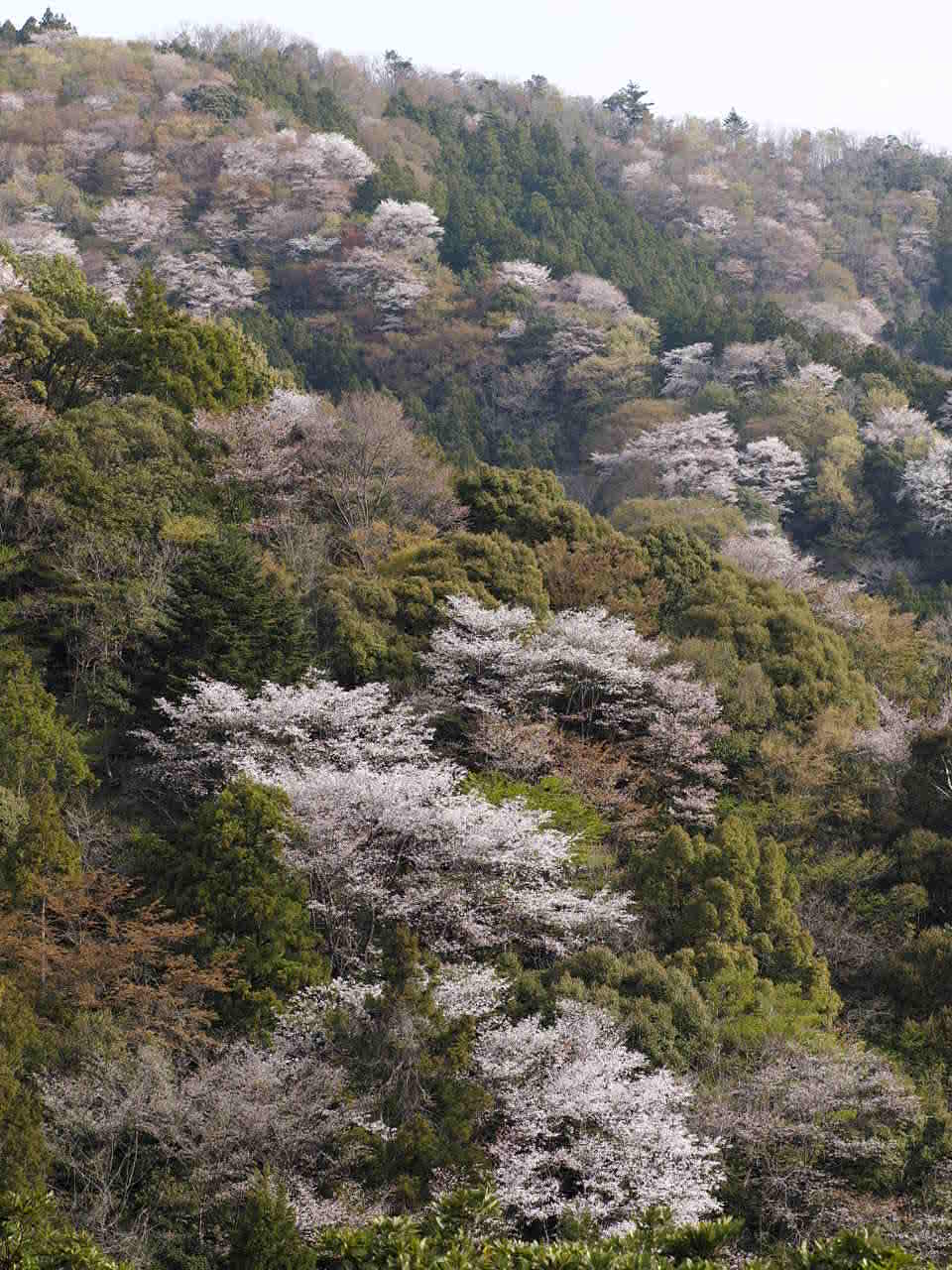 大台町の山桜_d0020300_19545715.jpg