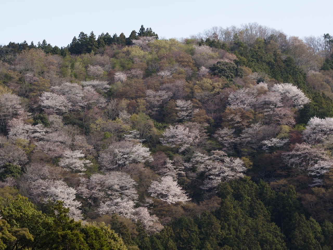 大台町の山桜_d0020300_19551651.jpg