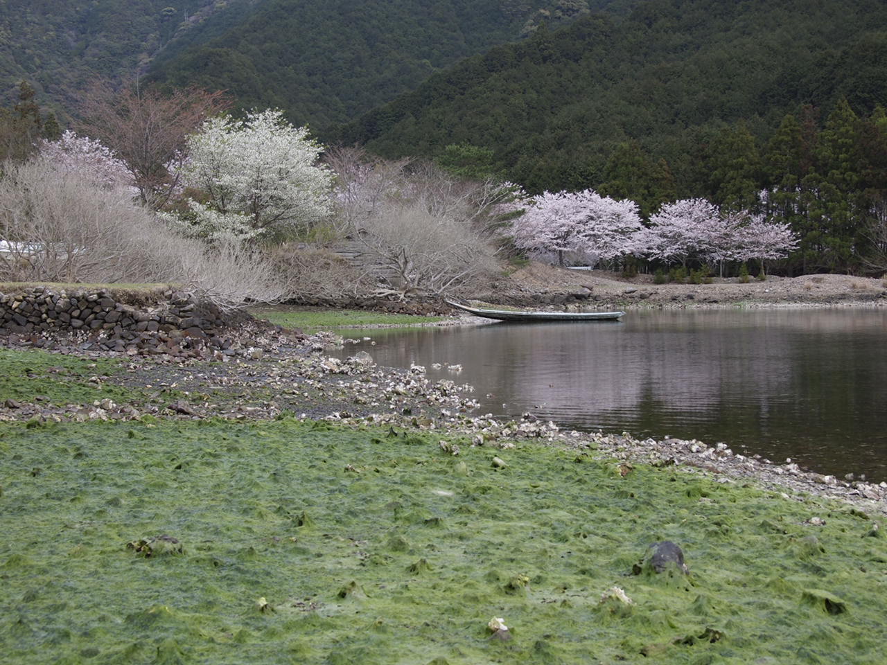 近所の桜_d0020300_7204543.jpg