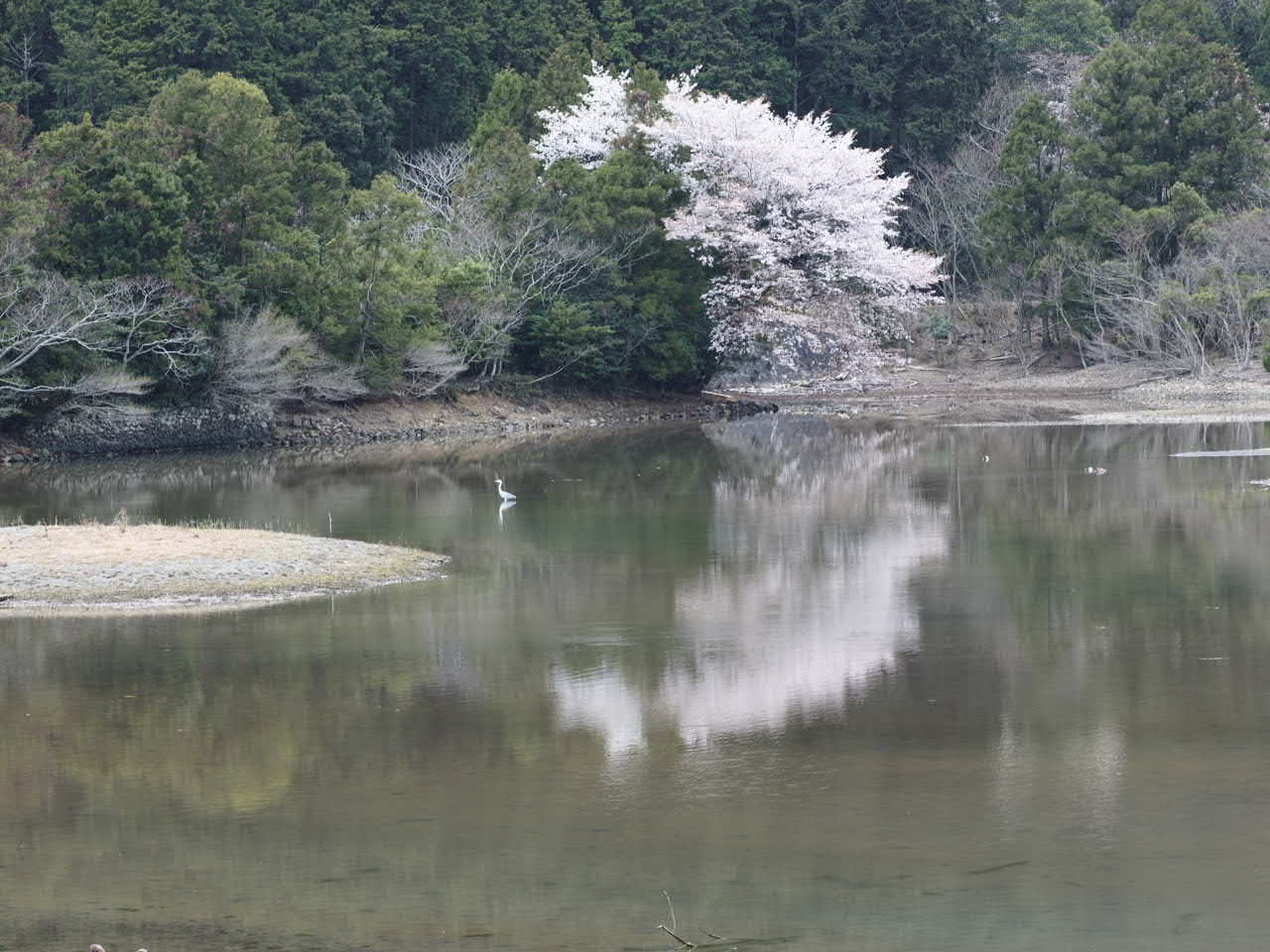 近所の桜_d0020300_721267.jpg