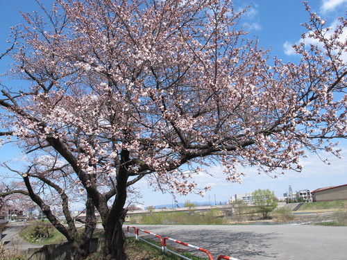 桜を愛でに松が岬公園経由米沢キャンパスへ・・・２_c0075701_1314485.jpg