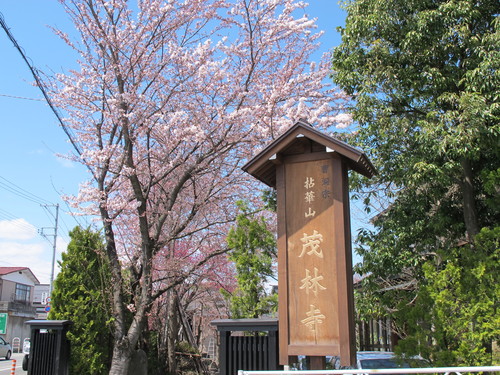 桜を愛でに松が岬公園経由米沢キャンパスへ・・・２_c0075701_1314551.jpg