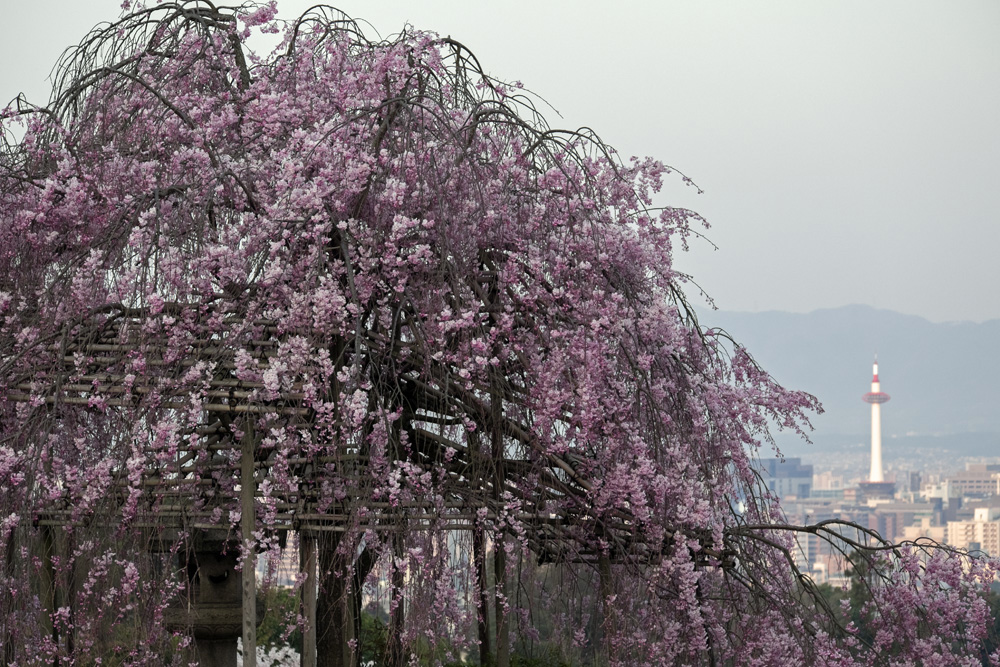 清水寺は工事が満開_b0221605_21221567.jpg