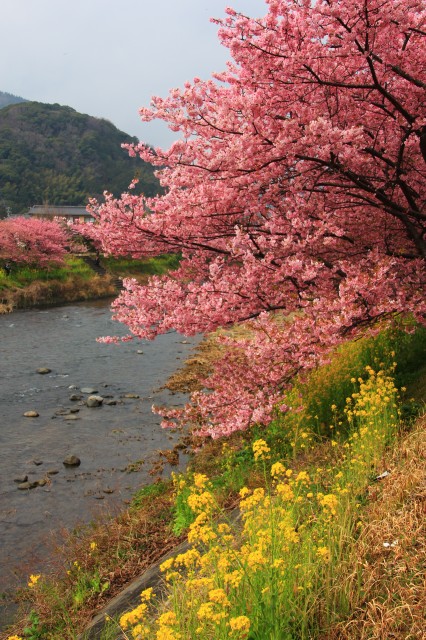 河津町で河津桜_b0237207_1833359.jpg