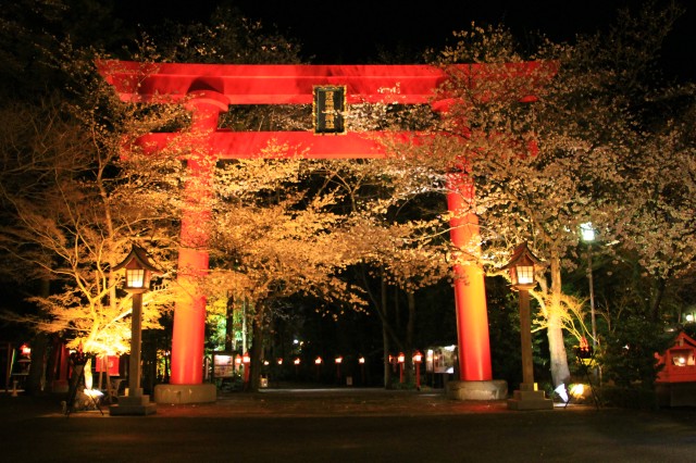 冠稲荷神社で夜桜＆木瓜_b0237207_2323371.jpg