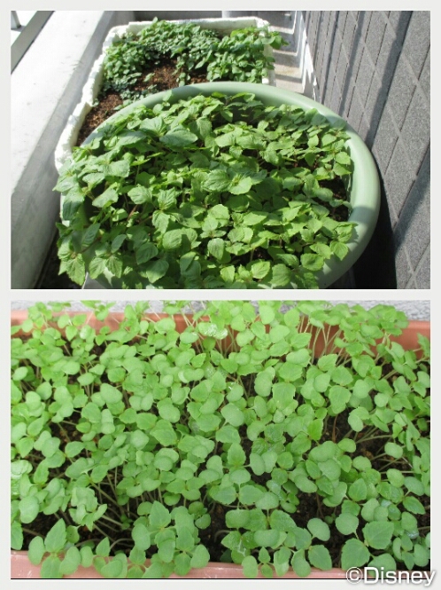ベランダ菜園の大葉スプラウト みっくんのママ日記 ベランダ菜園の大葉スプラウト みっくんのママ日記