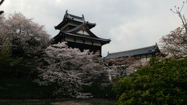 大和郡山 桜満開のお城まつり_f0221708_1934981.jpg