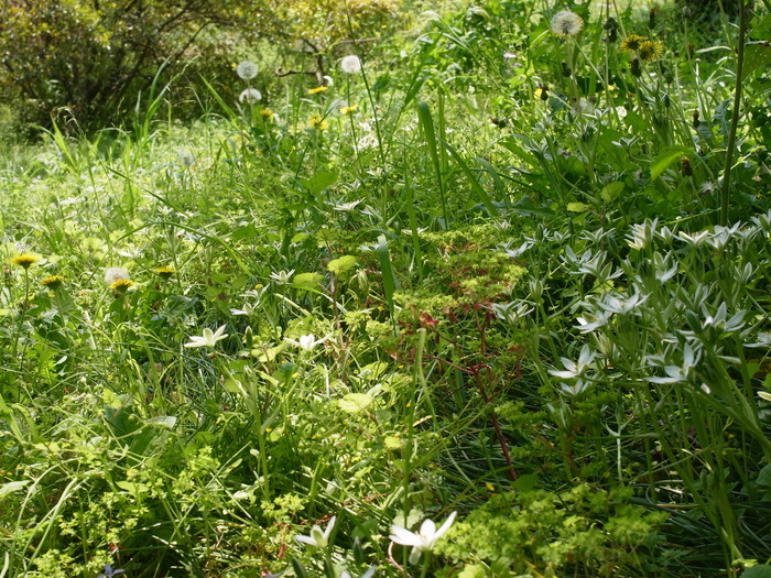 小石川植物園_e0276411_23535948.jpg