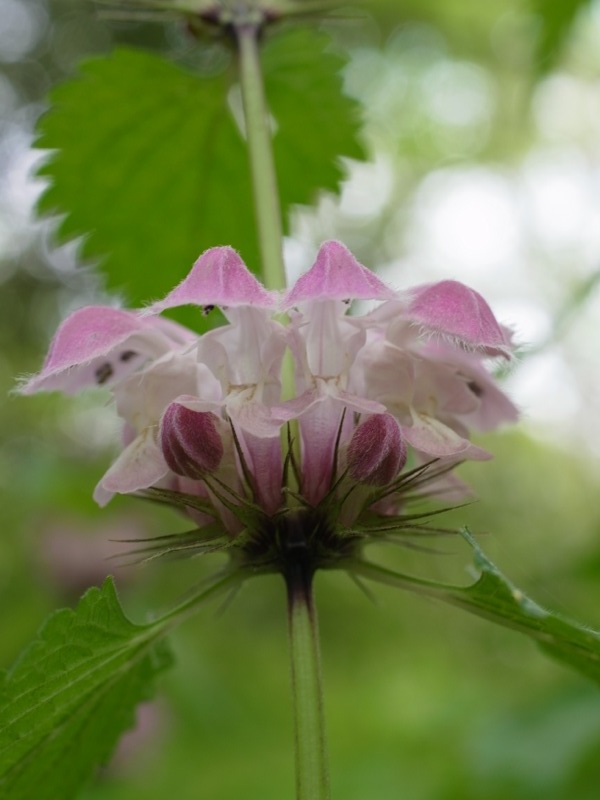 小石川植物園_e0276411_23542774.jpg