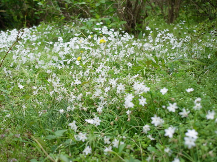 小石川植物園_e0276411_23543447.jpg
