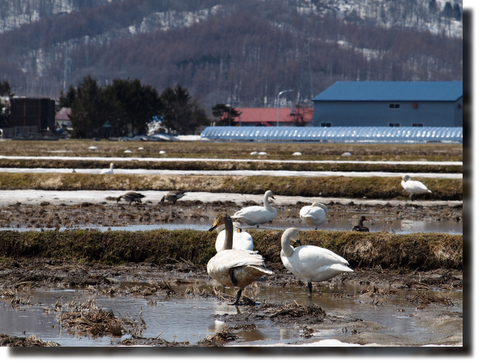 白鳥飛来_a0114514_19363659.png