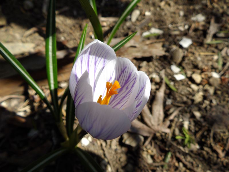 クロッカス開花 マグノリア ヒヤシンス オオデマリの花芽_c0025115_20422980.jpg