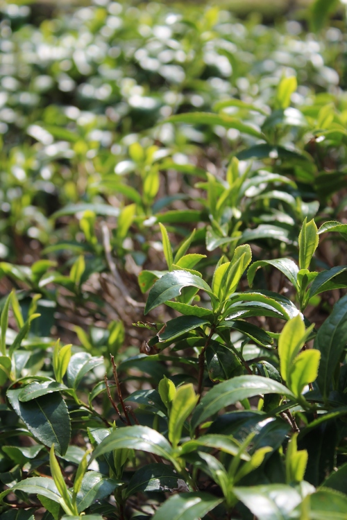 茶LON (11)_b0220318_4183474.jpg