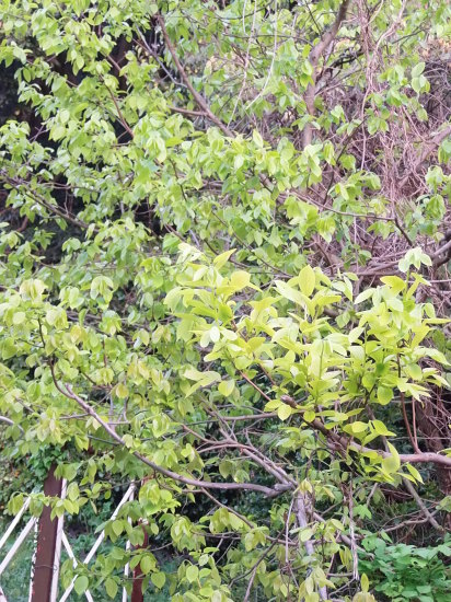 「旭日」と「豆の花」_a0125419_06223893.jpg