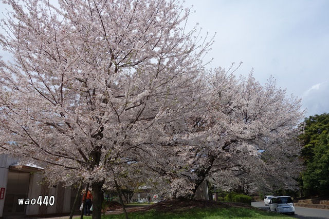 和光樹林公園の桜　2014_e0185525_11253577.jpg