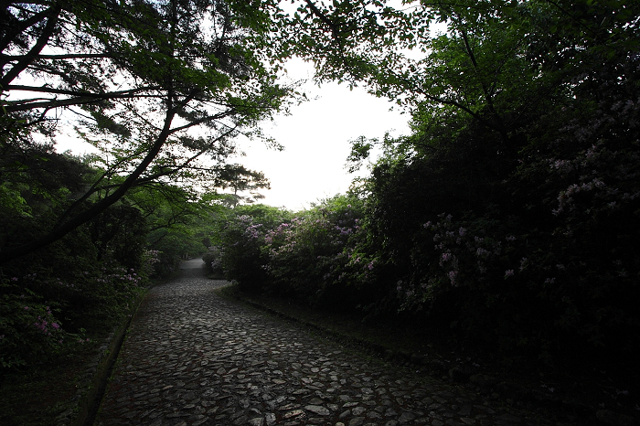 新緑の嵯峨野巡り －渡月橋～亀山公園－_b0169330_22233670.jpg