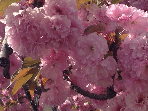 c0215031_1848414.gif