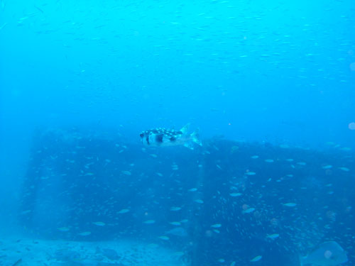 2014年4月19日(土・晴れ)室戸_d0164831_17245170.jpg