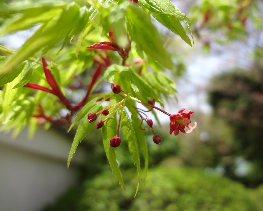 花情報 もみじの花 今年も小さな赤い花が咲いています 名鉄犬山ホテル情報