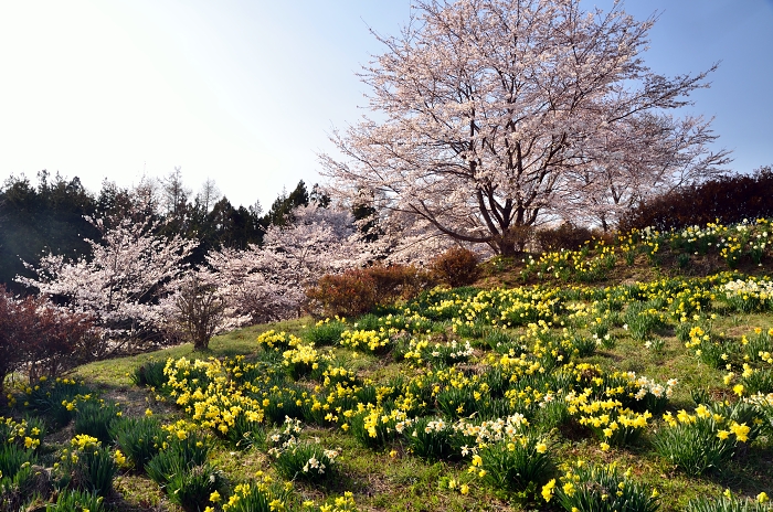 福与城址の桜_b0236334_20262862.jpg