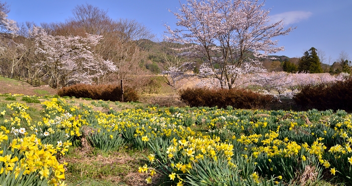 福与城址の桜_b0236334_20265096.jpg