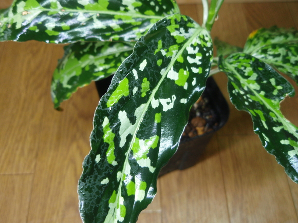 Aglaonema pictum\"kaleidoscope（万華鏡）\"from Sibolga【AZ0913-1d】①-1_b0254141_22184932.jpg