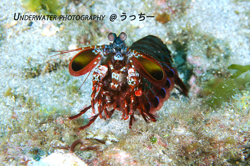 クマノミの産卵!_b0186442_22572629.jpg