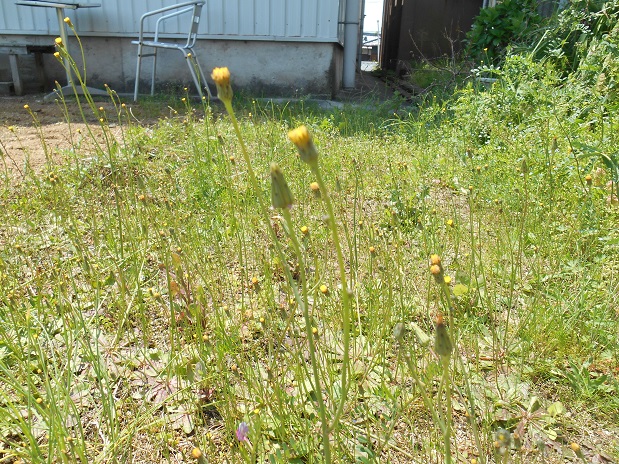 a0124543_1825713.jpg