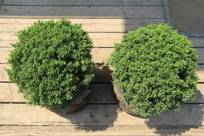 シンパク ミヤマビャクシン 玉仕立て 販売 画像 写真 価格 値段 庭木