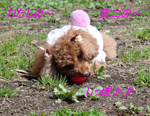 ボール☆友達ワンにパスを出した、あくび_e0195743_15185892.jpg