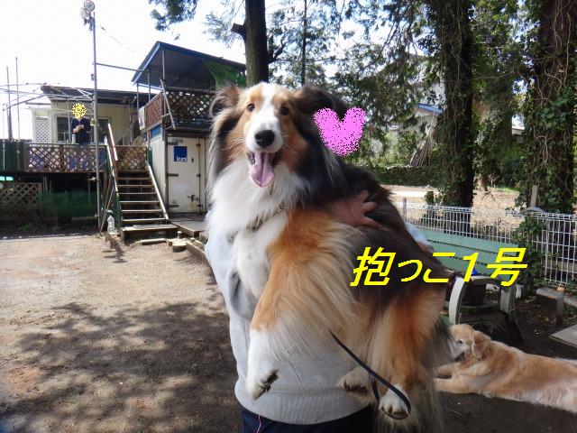 ボール☆友達ワンにパスを出した、あくび_e0195743_15202110.jpg