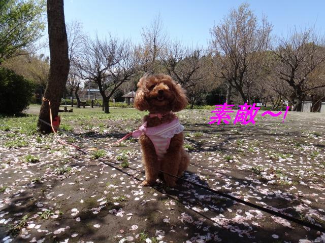 ボール☆友達ワンにパスを出した、あくび_e0195743_15223262.jpg