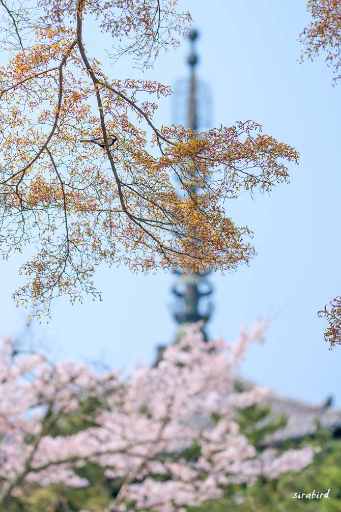 ８．阿修羅像の興福寺（奈良公園）_d0238245_20361825.jpg