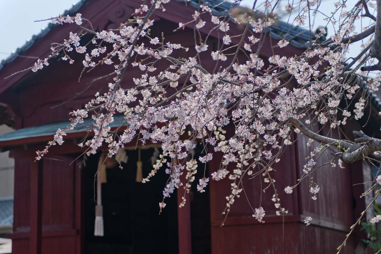 飛来神社　福岡県福岡市西区飯氏_b0023047_02535579.jpg