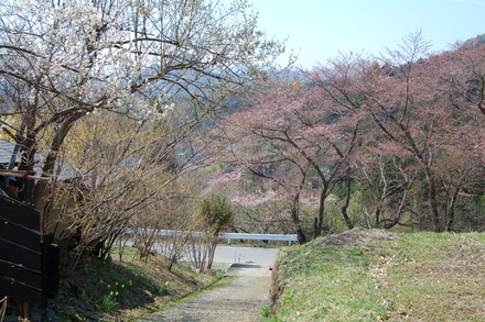 桜が咲き始めました_d0249047_10482830.jpg