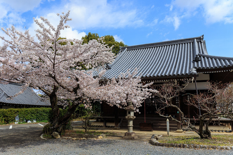 真如堂・桜・さくら_f0155048_0102724.jpg