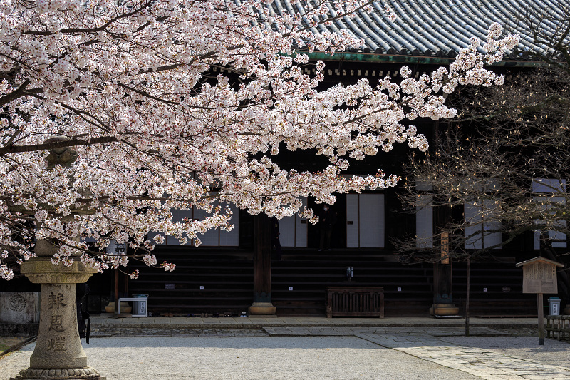 真如堂・桜・さくら_f0155048_0105397.jpg